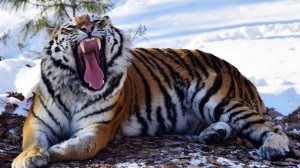 В китайском зоопарке тигр растерзал посетителя