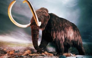 Ученые РАН раскритиковали американский проект воскрешения мамонта