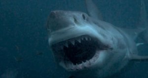 В Эгейском море рыбаки выловили акулу-гиганта
