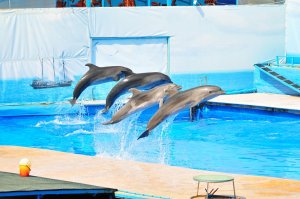 Работа дельфинария в Севастополе блокирована – в заложниках животные и туристы
