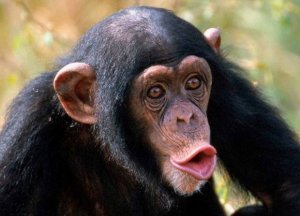 В ялтинском зооуголке шимпанзе ворует телефоны