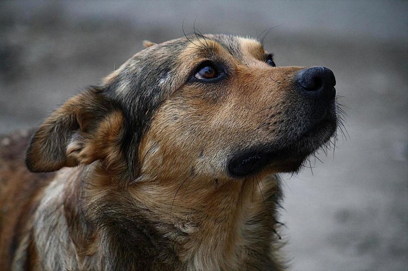 На Алтае отказано в возбуждении дела по факту поедания собак 