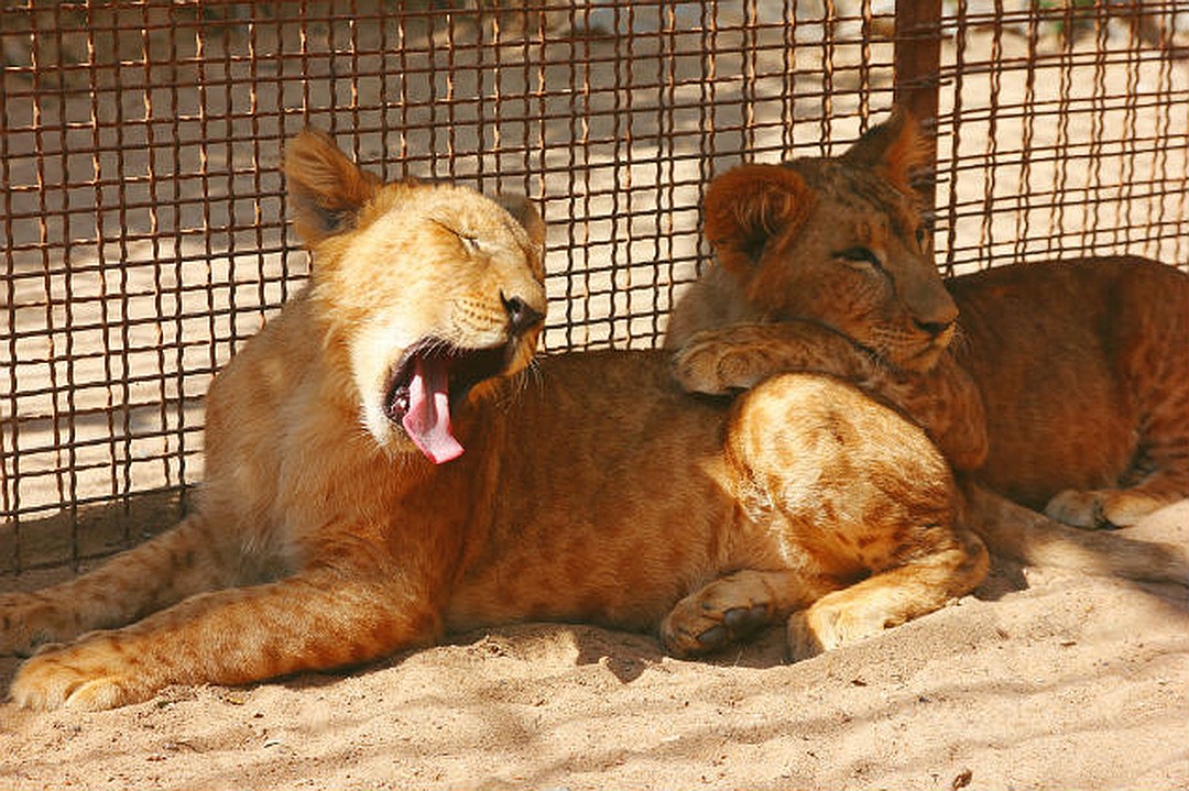 Симба тайган львенок последние новости на сегодня. Ялта зоопарк львы. Львеныш. Львята в вольере фото. Зооуголок Симферополя.