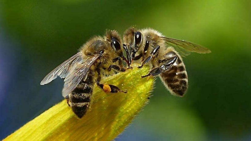 Пчелы научились открывать бутылку с газировкой 