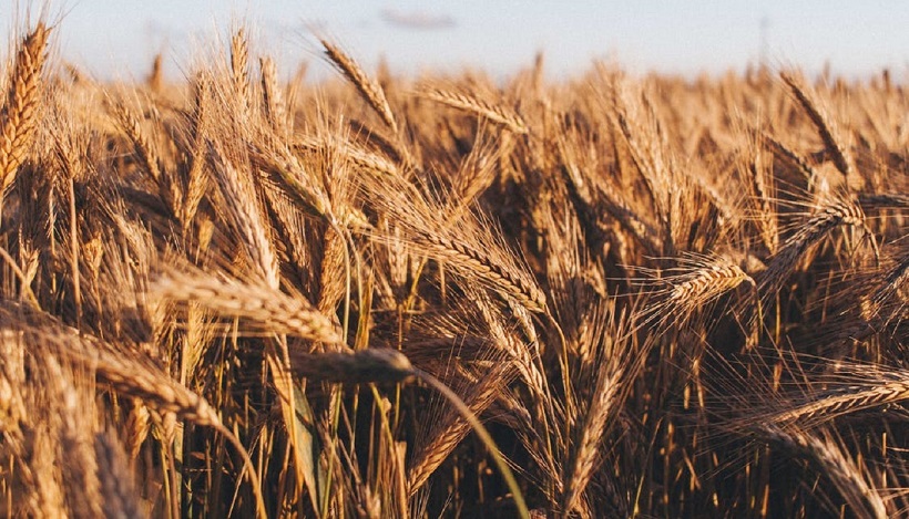 ООН не подтвердила кражу зерна у Украины