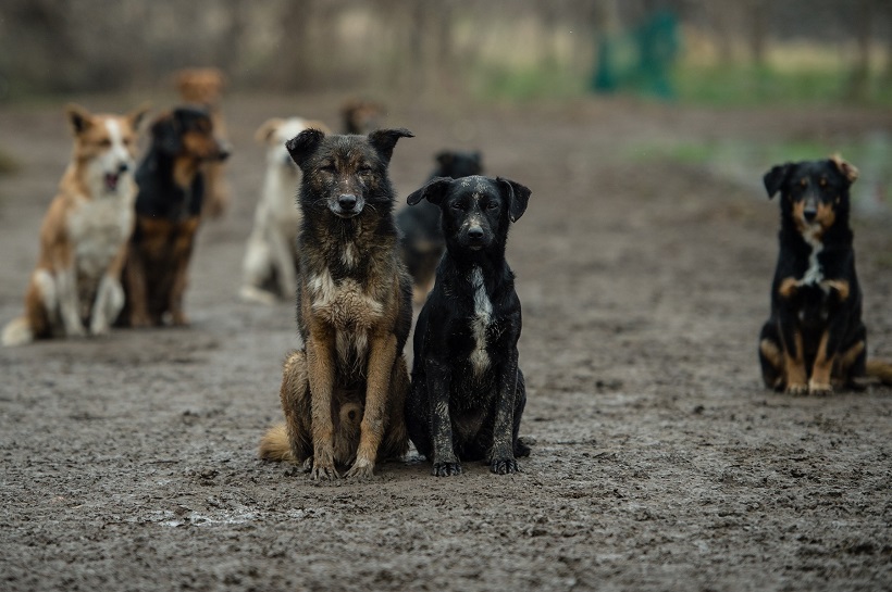 В Сети усомнились в искренности озаботившегося судьбой бездомных собак в Мариуполе губернатора Беглова