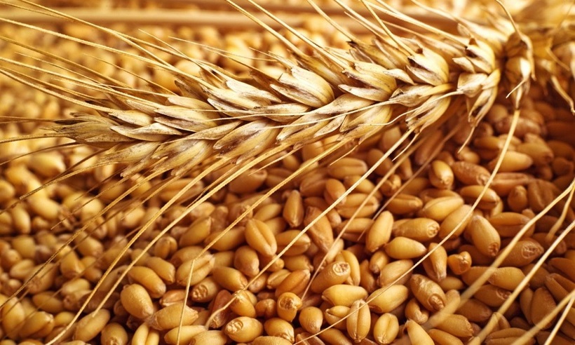 Египет передумал покупать украинскую пшеницу – контракт разорван 