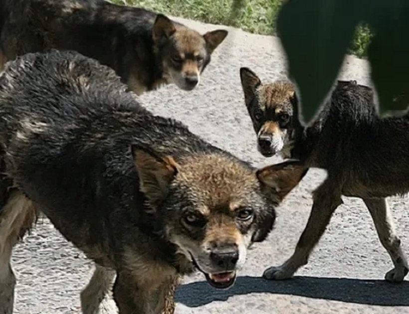 Стая собак напала на детей в одном российском регионе