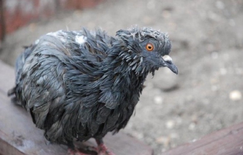 На острове Джерси завелись голуби-зомби 