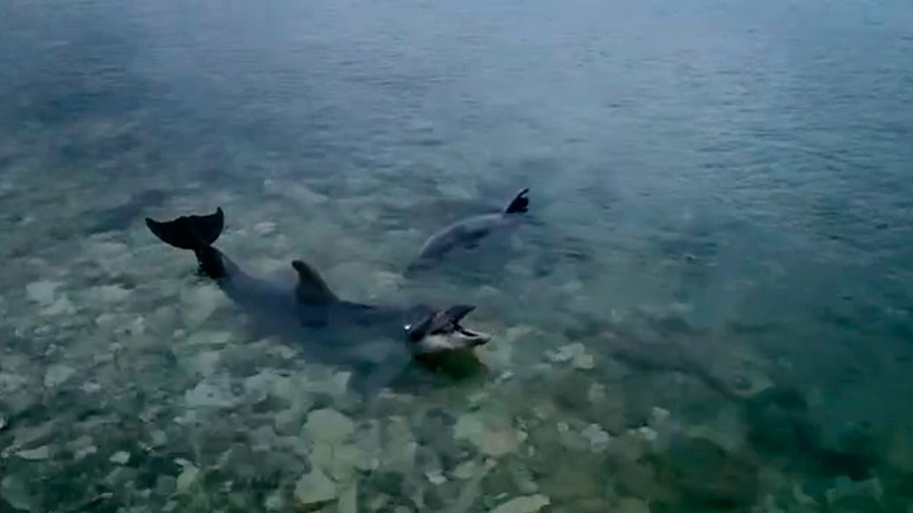 Владелец дельфинария выкинул дельфинов погибать в море в Севастополе