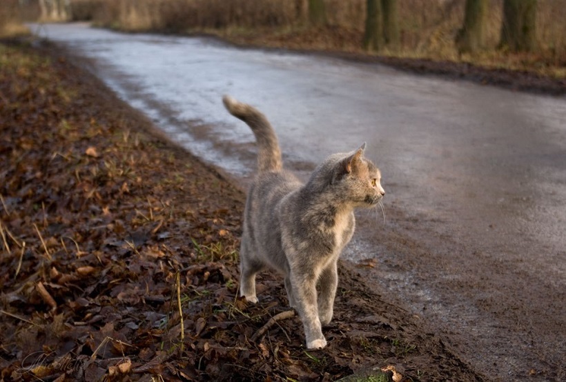 Ученые рассказали, почему не нужно отпускать кошек гулять 