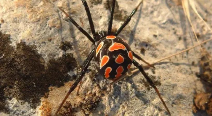 В Крыму обнаружена большая численность смертельно опасных пауков – каракуртов 