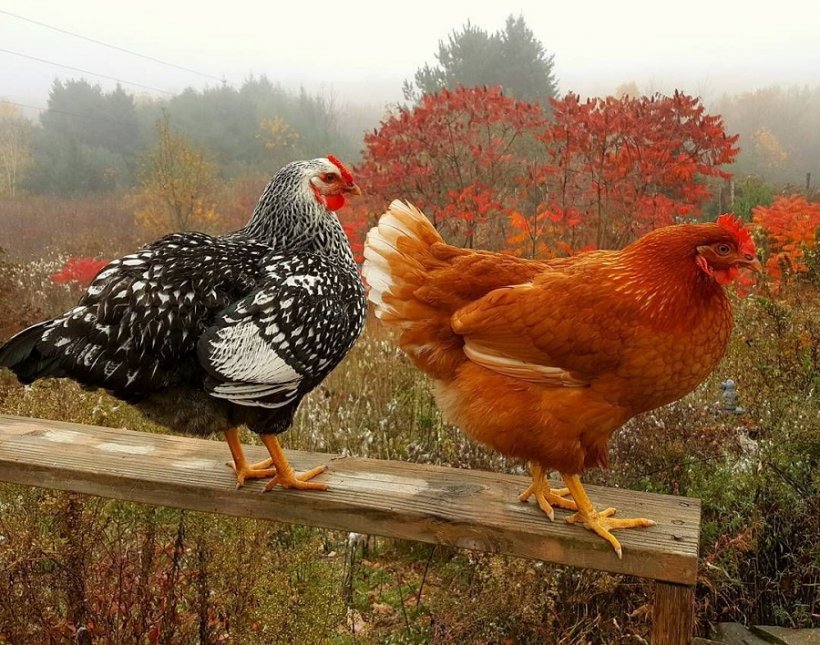 Альтернативная курятина: в России ждут обвала цен на мясо птицы