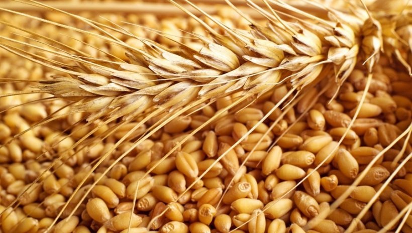 Россию призывают к новой зерновой сделке 