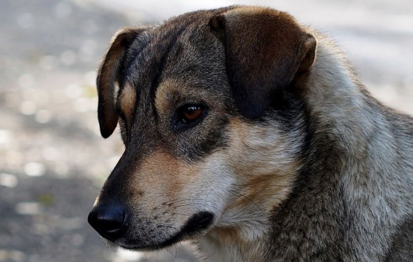 ВСУ натравливают собак со взрывчаткой на российских солдат в зоне СВО