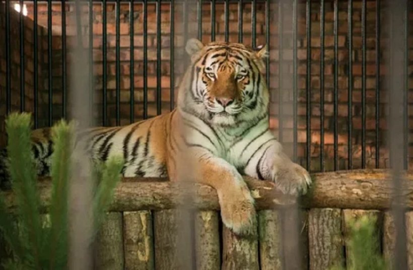 Пакистанские тигры заживо съели человека в зоопарке