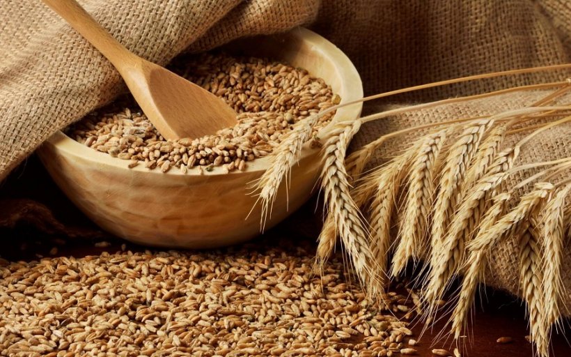 Почему в России запретили экспорт твердой пшеницы