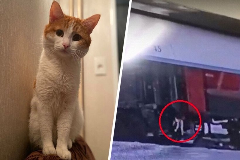 Проводницу, выкинувшую погибать кота Твикса из поезда, отстранили от работы