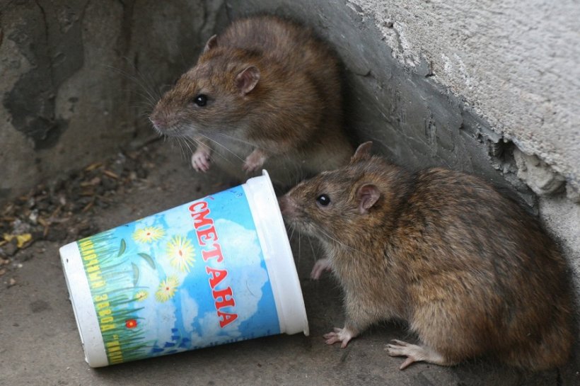 Крысы заполонили жилой район Санкт-Петербурга. Жильцы улицы Чапаева боятся за детей
