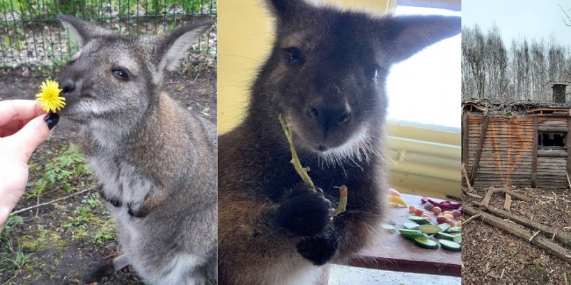 Ручная кенгуру погибла при обстреле зоопарка Белгорода со стороны ВСУ 