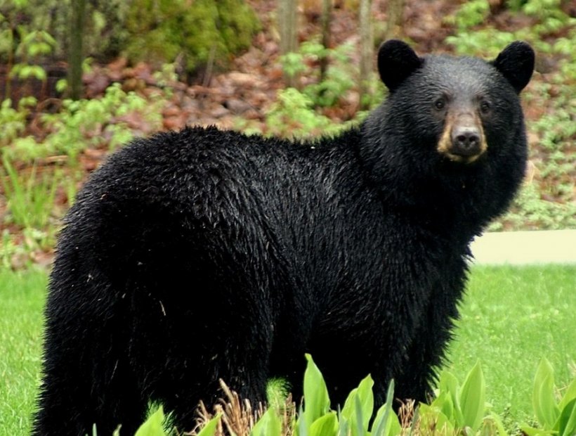 Черный медведь вломился в дом и съел пожилую хозяйку