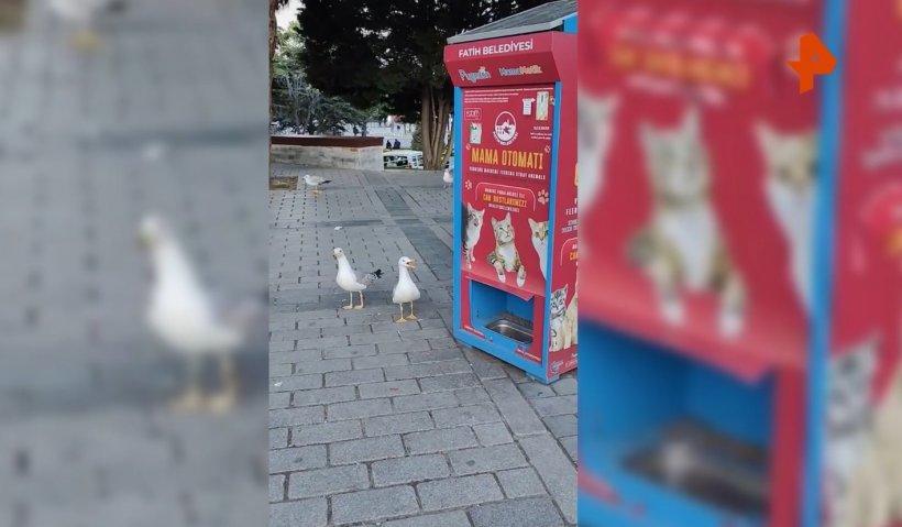 Турецкие чайки научились мяукать, чтобы получить корм из автомата для бездомных животных