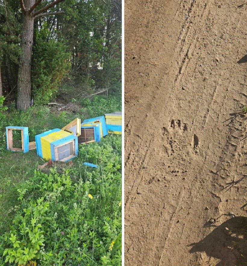 Медведь проник на пасеку и уничтожил все ульи в цветах флага Украины в Литве. Предполагаемый «русский агент» пробрался с территории Беларуси