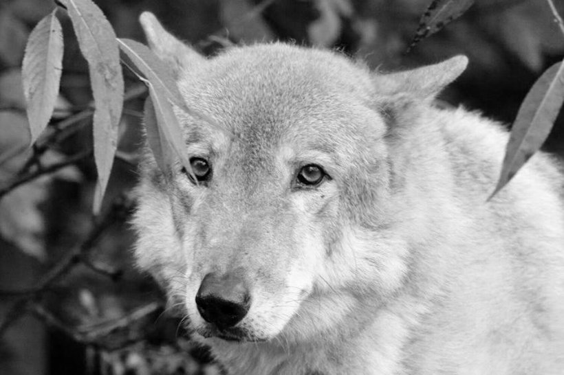 Умер знаменитый Тарзан. История волка Московского зоопарка Умер знаменитый Тарзан. История волка Московского зоопарка