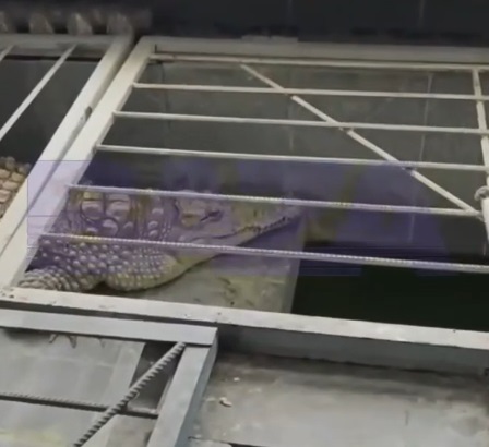 Спасти крокодила Глафиру из редакции обнинского телеканала хотят жители Калужской области