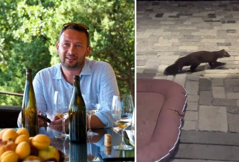 Российский винодел Павел Швец заразился бешенством после нападения куницы