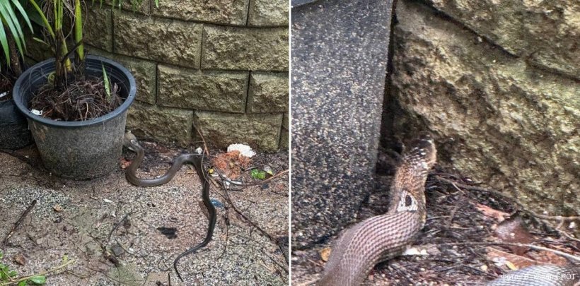 Королевская кобра проникла в отель на Пхукете. Теперь туристы боятся выходить из номеров 