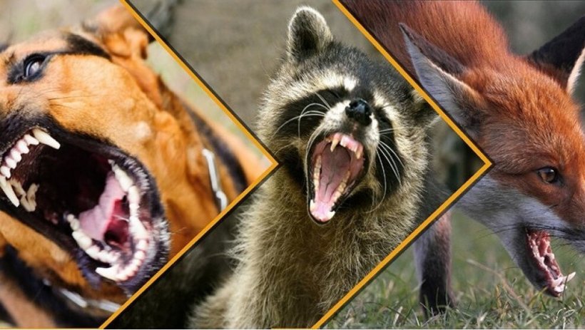 Вспышка бешенства в Москве: объявлен карантин до 17 января