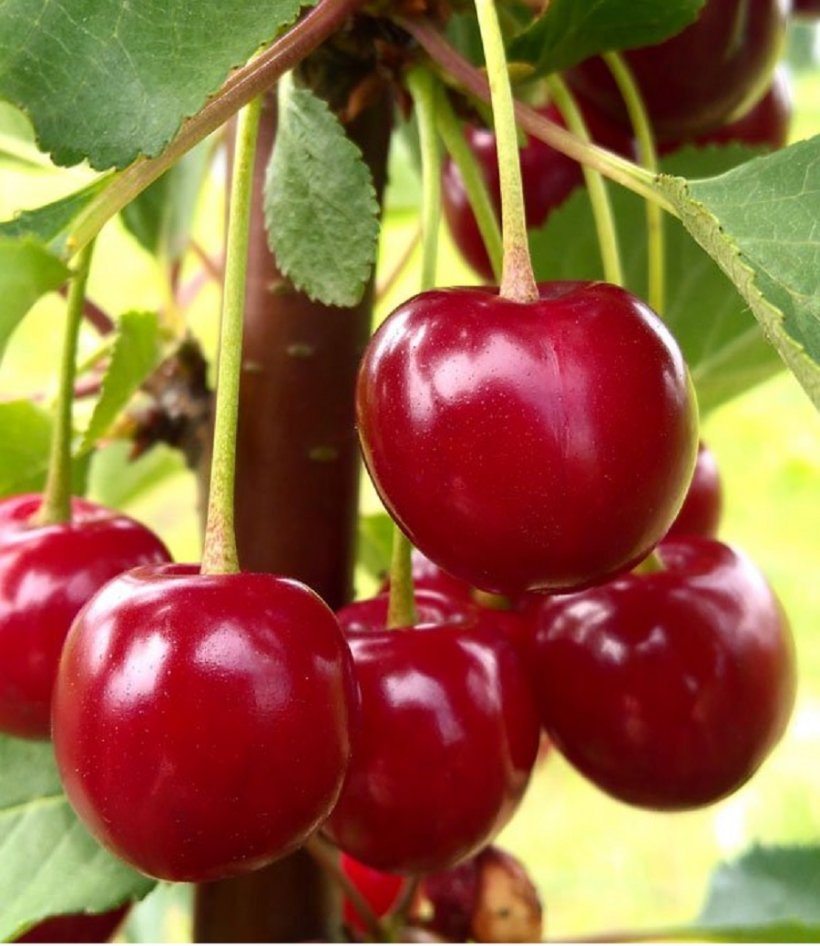 Каков реальный урожай взрослой поздней вишни (кг)?