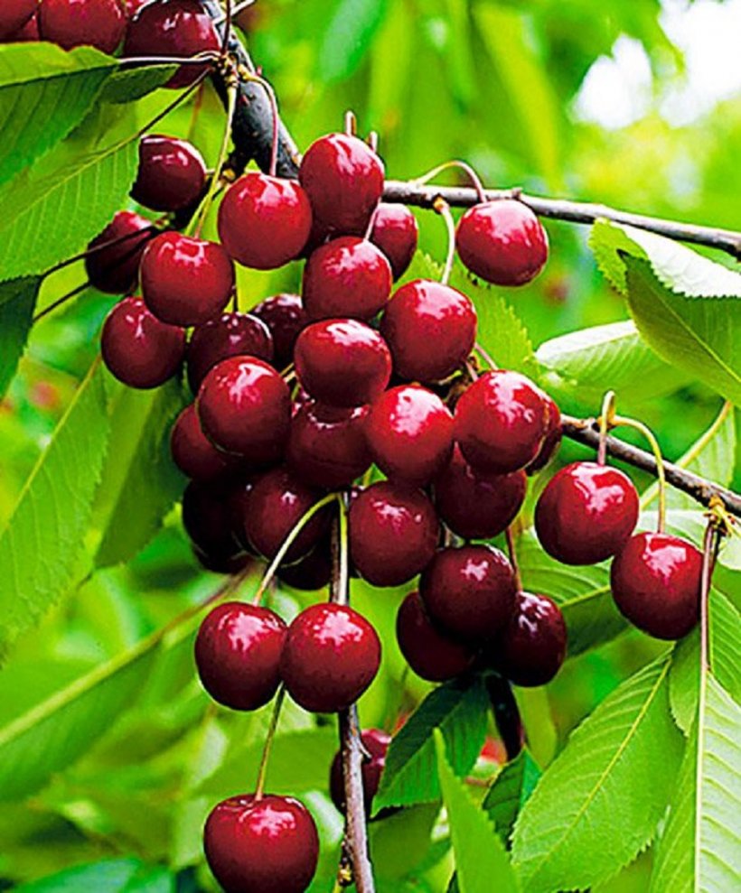 Каков реальный урожай взрослой поздней вишни (кг)?