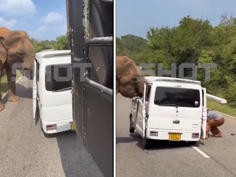 Слон напал на автобус с российскими туристами на Шри-Ланке 