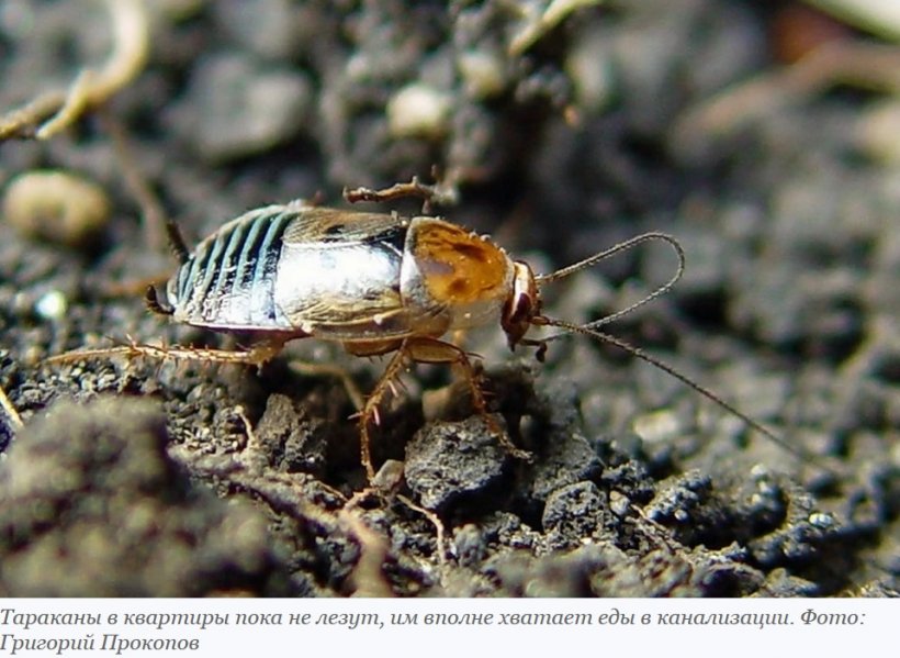 Американские тараканы поселились в Крыму: экзотические насекомые все чаще пугают местных жителей 